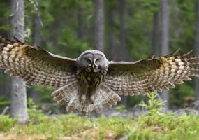 biomimicry, technology, owl wings feathers